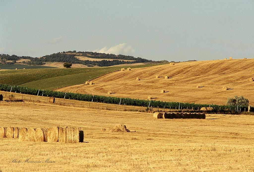 Agriturismo Podere Biancospino Piscina Privata Chianciano Terme Eksteriør billede